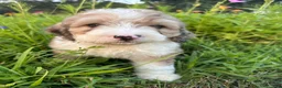 Bernedoodle dogs for sale: Bunny - Ad 4