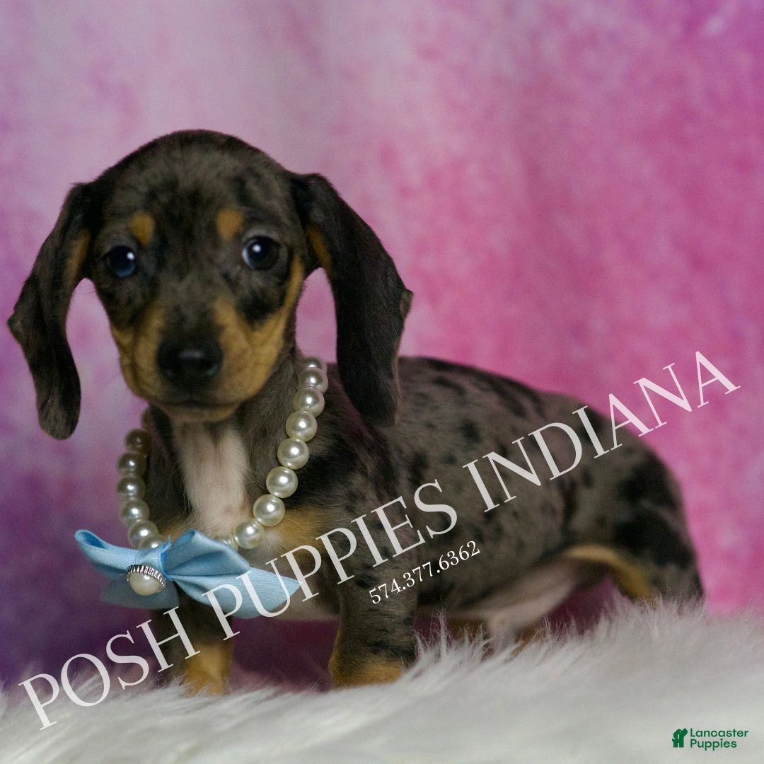Miniature Dachshund dogs for sale: Charles - Ad 7