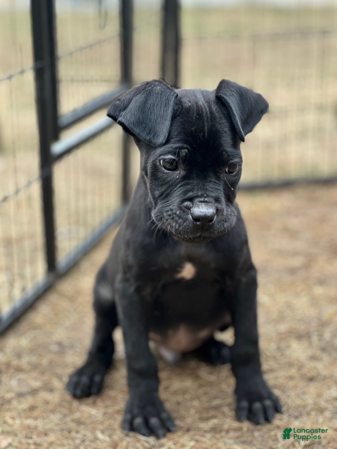 Cane Corso dogs for sale: Amir - Ad 2