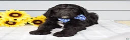 Labradoodle dogs for sale: Conner - Ad 3
