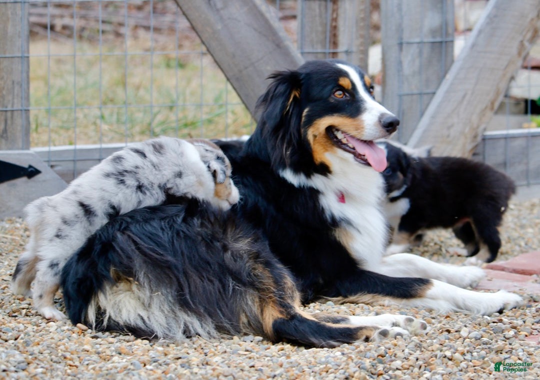Australian Shepherd dogs for sale: Clara - Ad 15