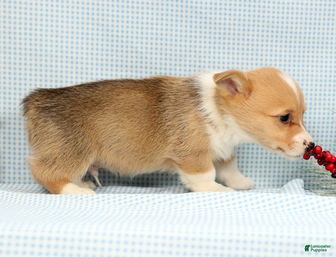 Welsh Corgi Pembroke dogs for sale: Wade - Ad 5