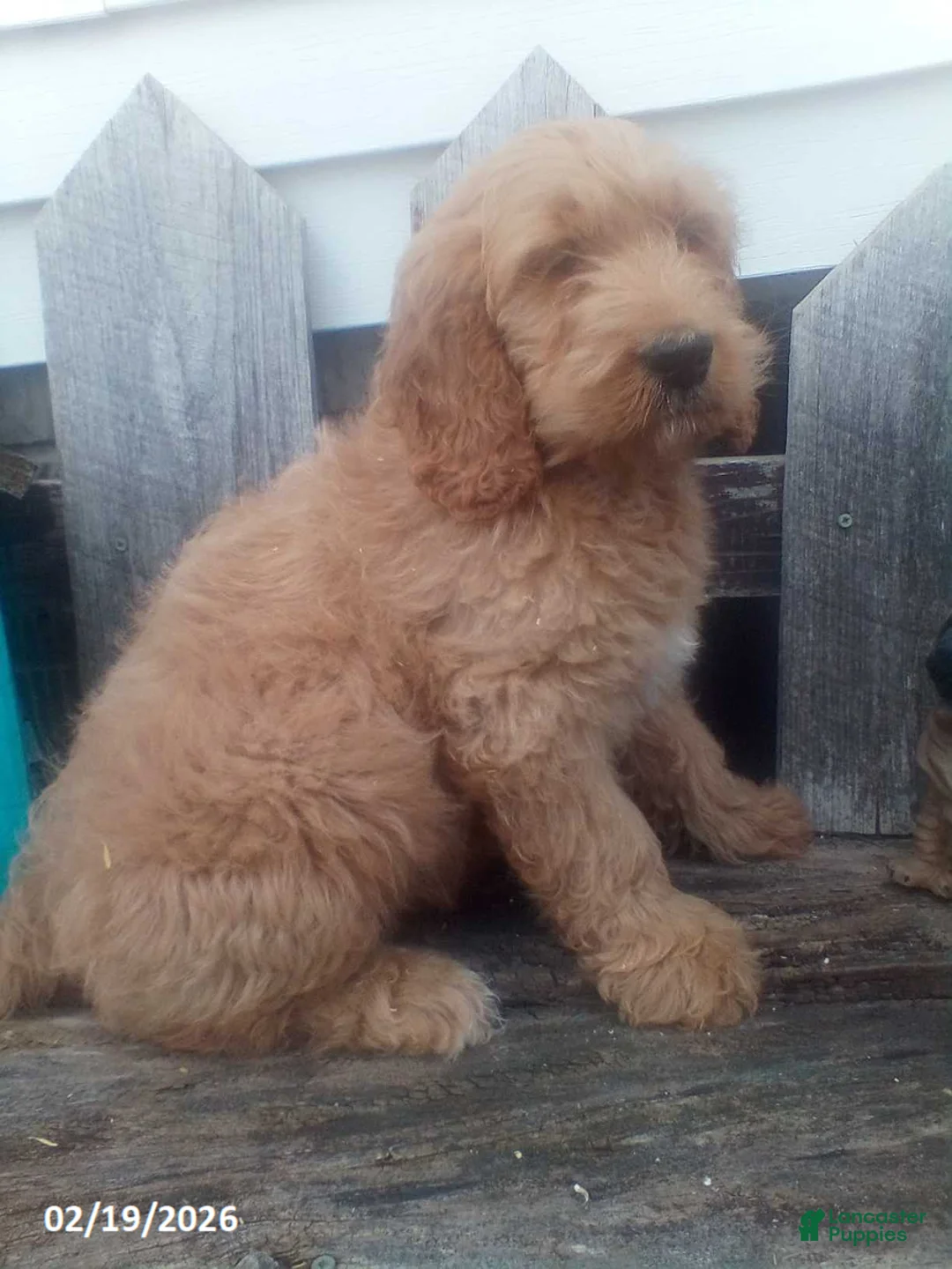 Goldendoodle dogs for sale: Prince   - Ad 6