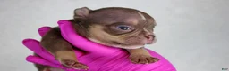 American Bully dogs for sale: Chocolate Tri Male - Ad 4