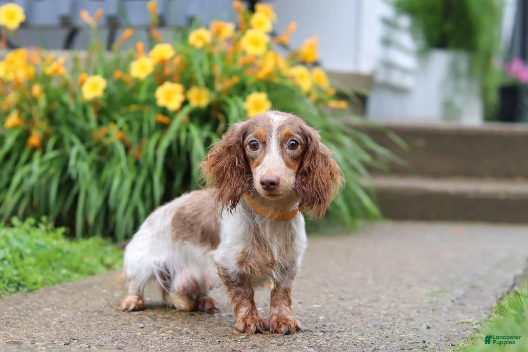 Dachshund dogs for sale: Ollie - Ad 8