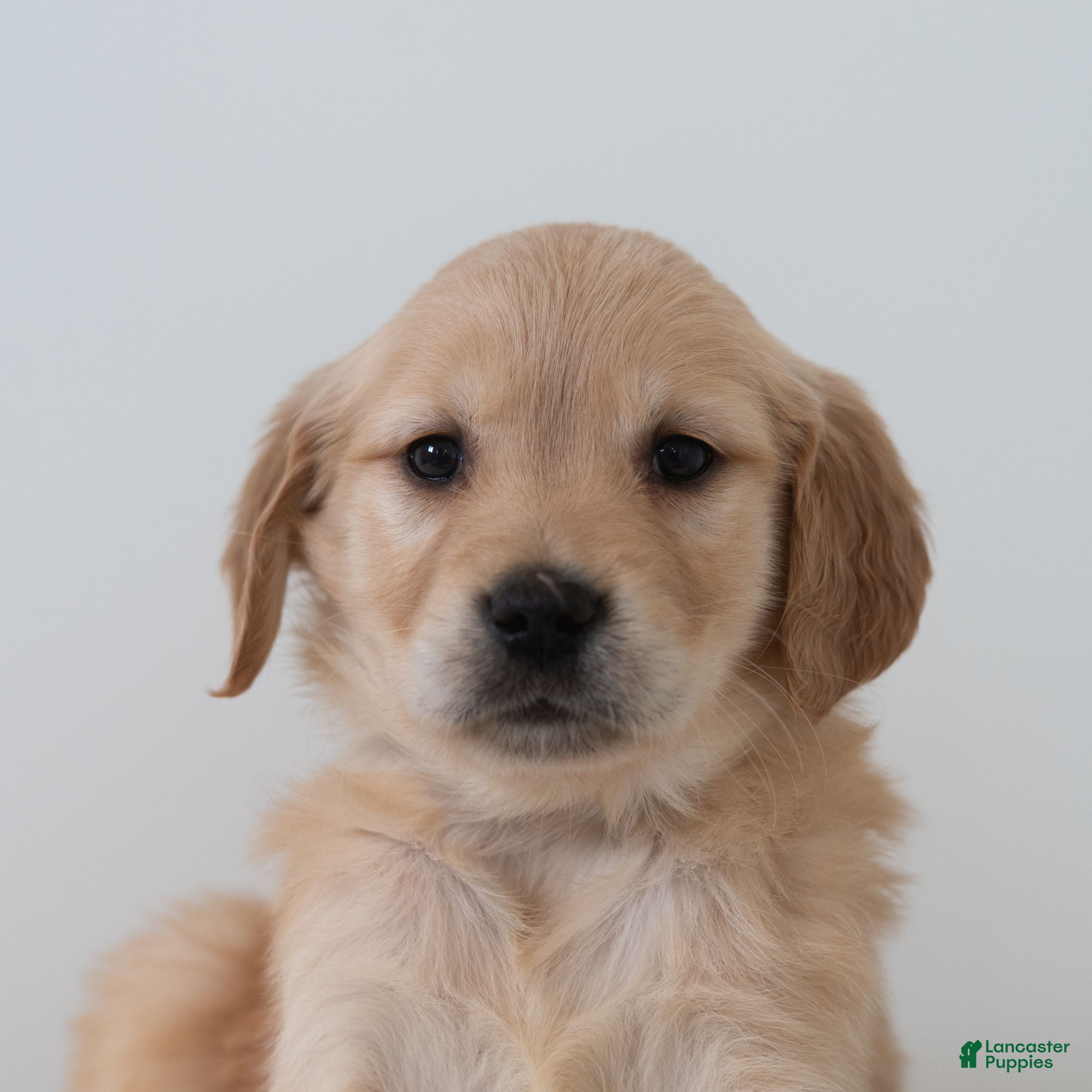 Golden Retriever dogs Shyanne  - Ad 14