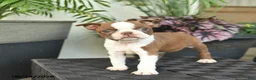 Boston Terrier dogs for sale: Whisper - Ad 3