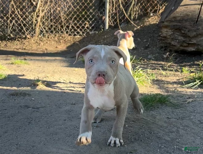 American Staffordshire Terrier dogs American Staffordshire Terrier Puppy 1 - Ad 1