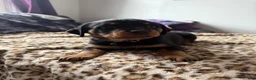 Rottweiler dogs for sale: Smiley - Ad 3