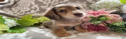Miniature Dachshund dogs for sale: Simba - Ad 11