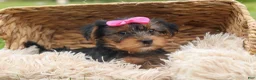 Yorkshire Terrier dogs for sale:  Betsy 🐶 - Ad 15
