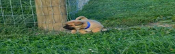 Jug dogs for sale: Balto - Ad 2
