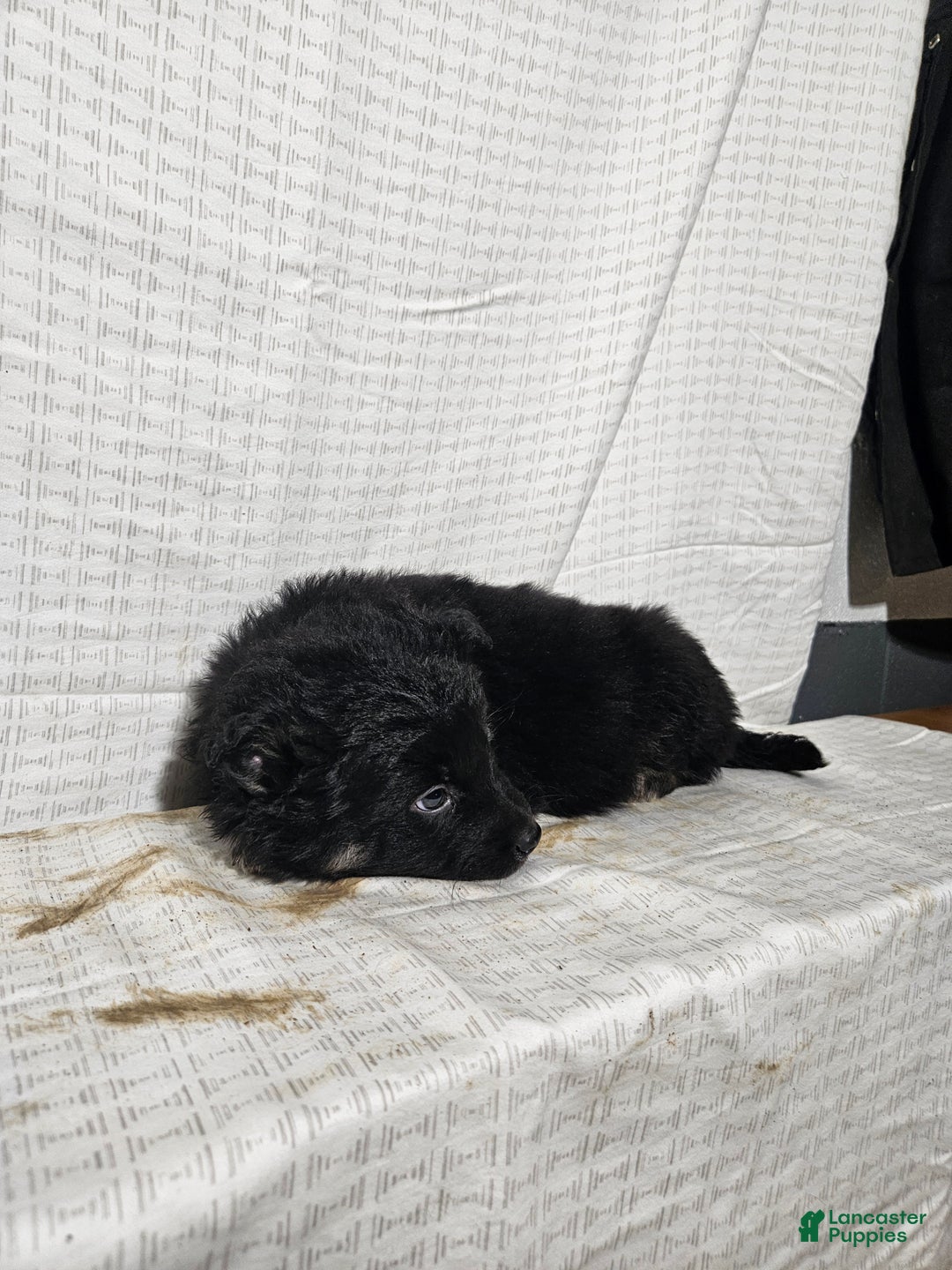 Mixed Breed dogs for sale: Carl - Ad 6