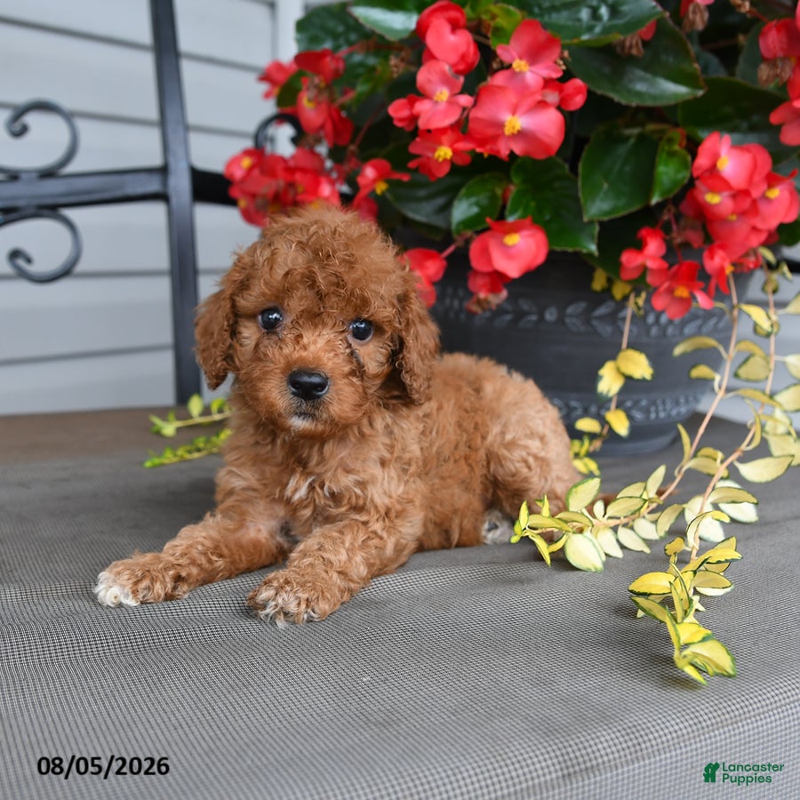 Cavapoo dogs for sale: Dwayne - Ad 2