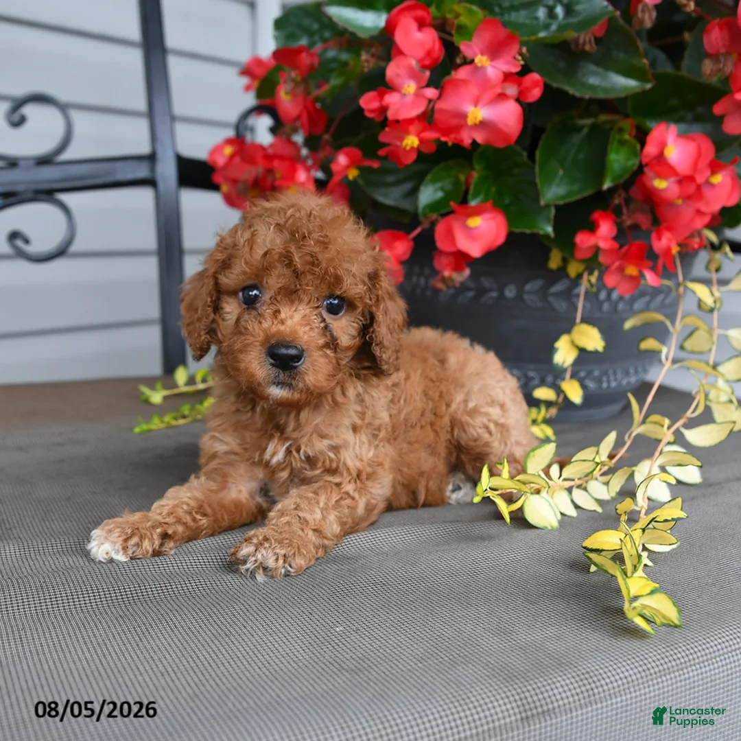 Cavapoo dogs for sale: Dwayne - Ad 1