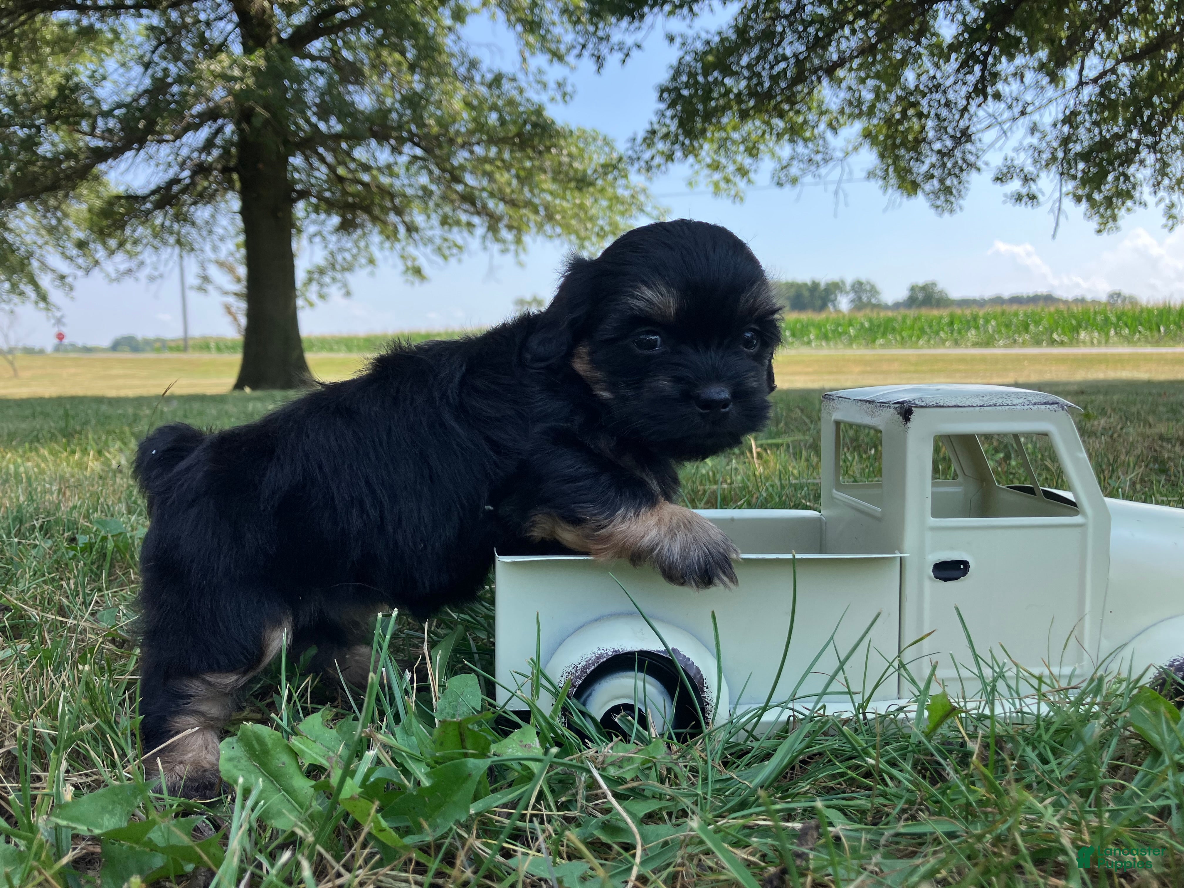 Shihpoo dogs Macy - Ad 2