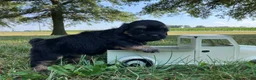 Shihpoo dogs for sale: Macy - Ad 2