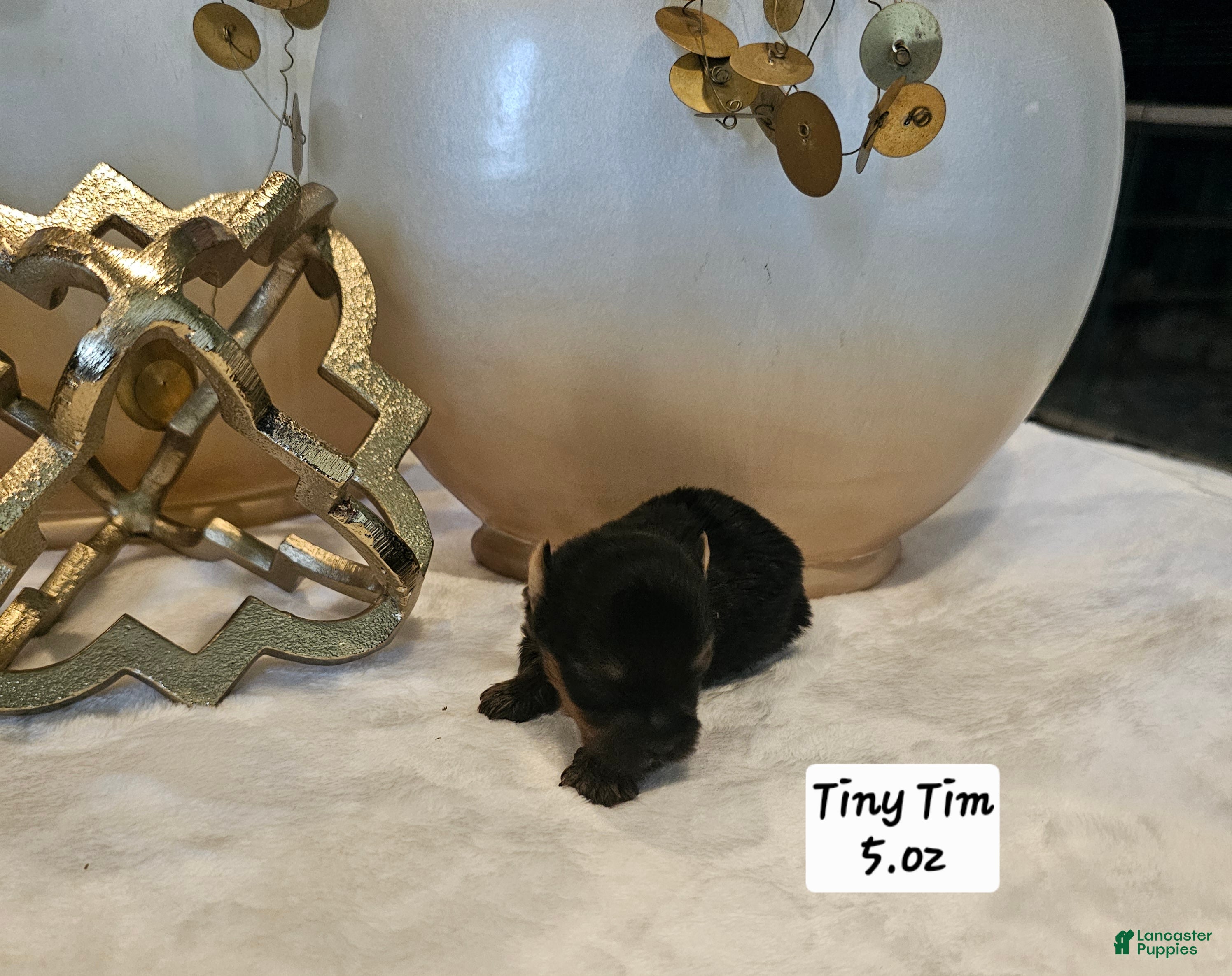 Yorkshire Terrier dogs Tiny Tim - Ad 12