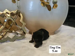 Yorkshire Terrier dogs Tiny Tim - Ad 12