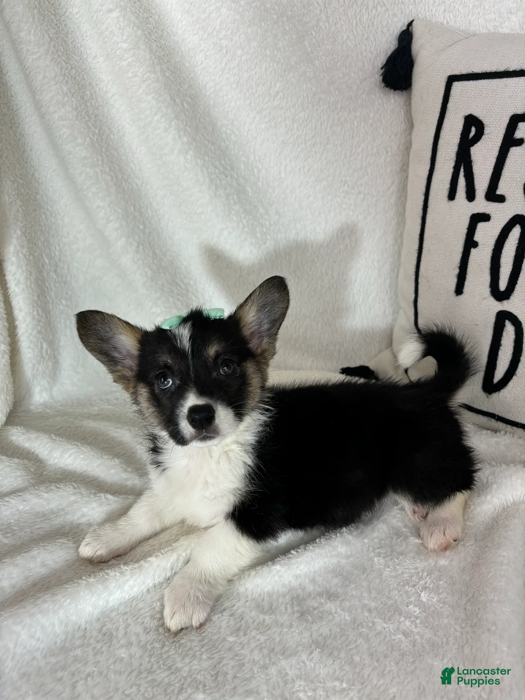 Welsh Corgi Pembroke dogs for sale: Casey - Ad 1