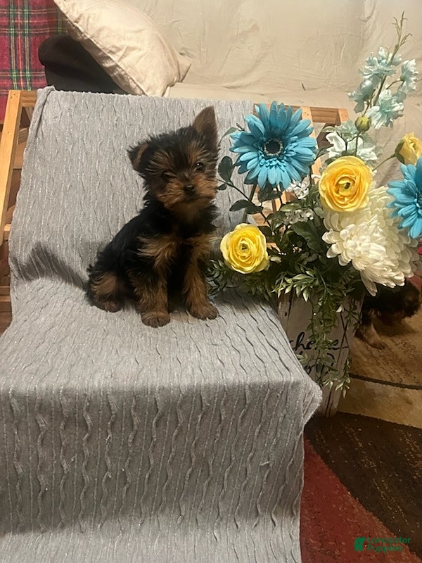 Yorkshire Terrier dogs Buster - Ad 1