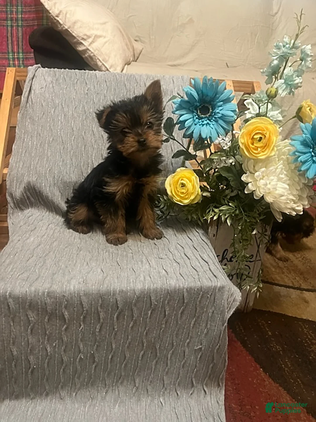 Yorkshire Terrier dogs for sale: Buster - Ad 1