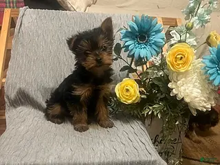 Yorkshire Terrier dogs for sale: Buster - Ad 2
