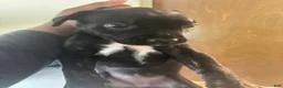 American Staffordshire Terrier dogs for sale: Mittens - Ad 3