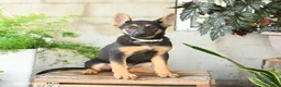 German Shepherd dogs for sale: Nutmeg - Ad 10