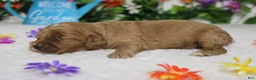 Cockapoo dogs for sale: Sherbet - Ad 6