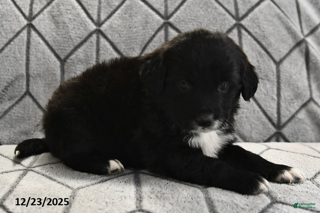 Portuguese Water Dog dogs for sale: Dimples - Ad 15