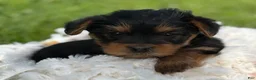 Yorkshire Terrier dogs for sale: Mocha - Ad 6