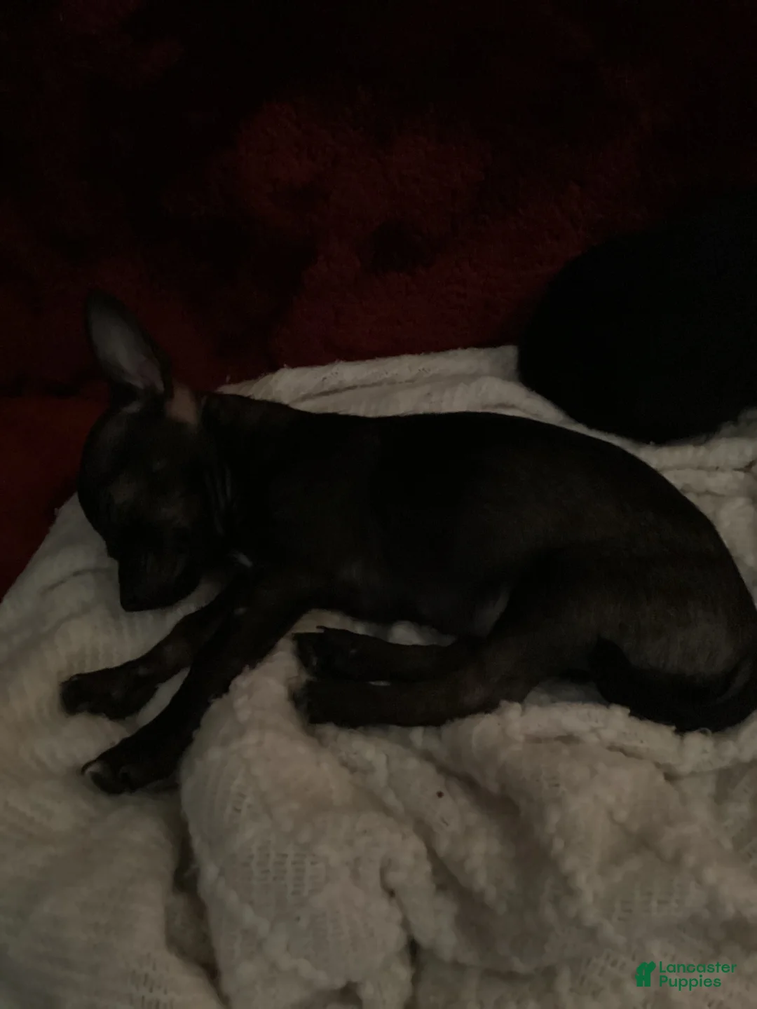 Chihuahua dogs for sale: Rue Rue - Ad 1
