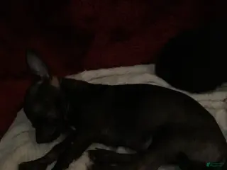 Chihuahua dogs for sale: Rue Rue - Ad 3