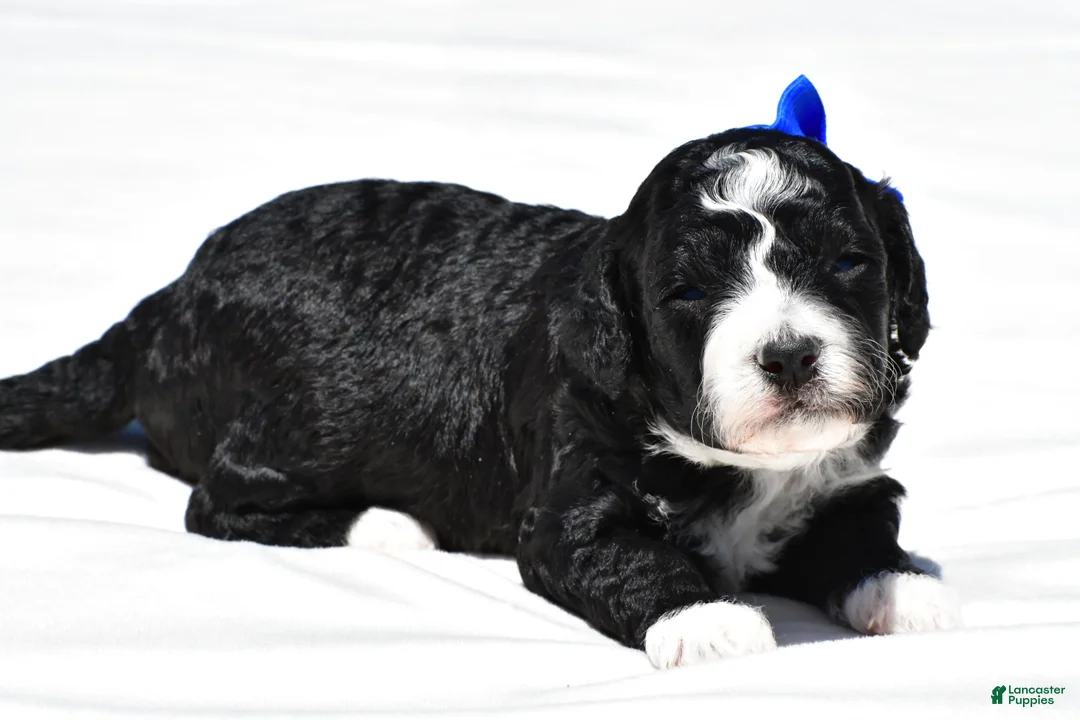 Mini Goldendoodle dogs for sale: Nemo - Ad 2
