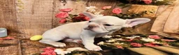 French Bulldog dogs for sale: Samson - Ad 6