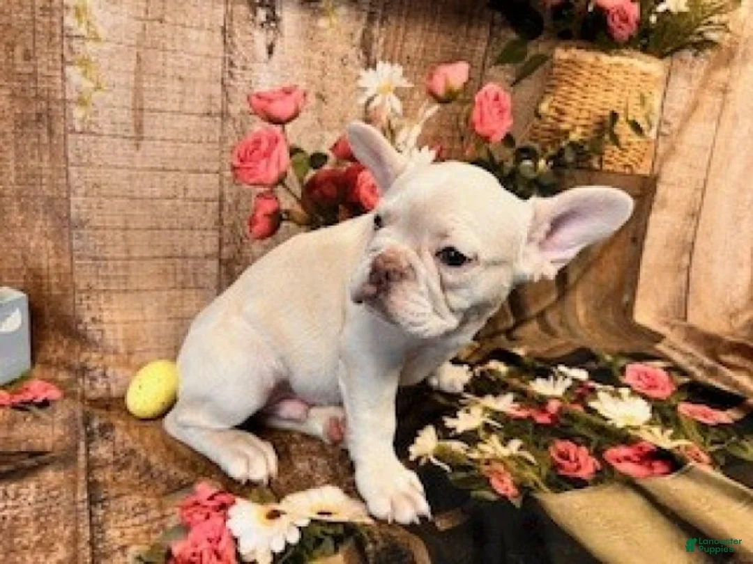 French Bulldog dogs for sale: Samson - Ad 6