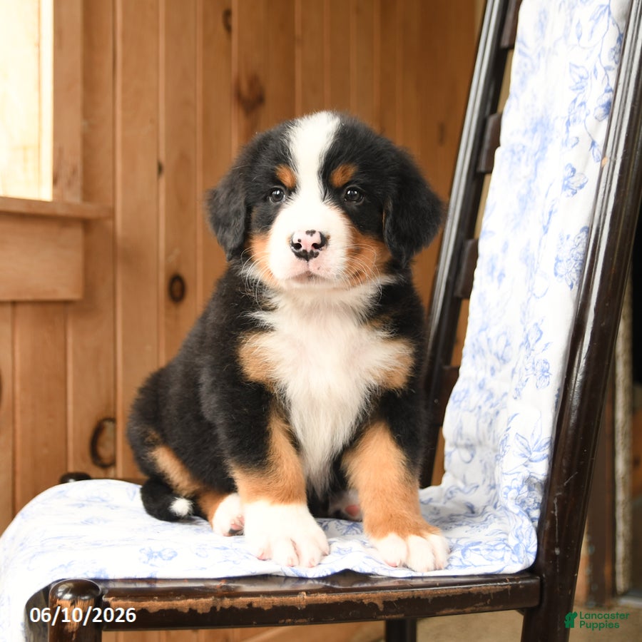 Bernese Mountain Dog dogs Buster - Ad 2