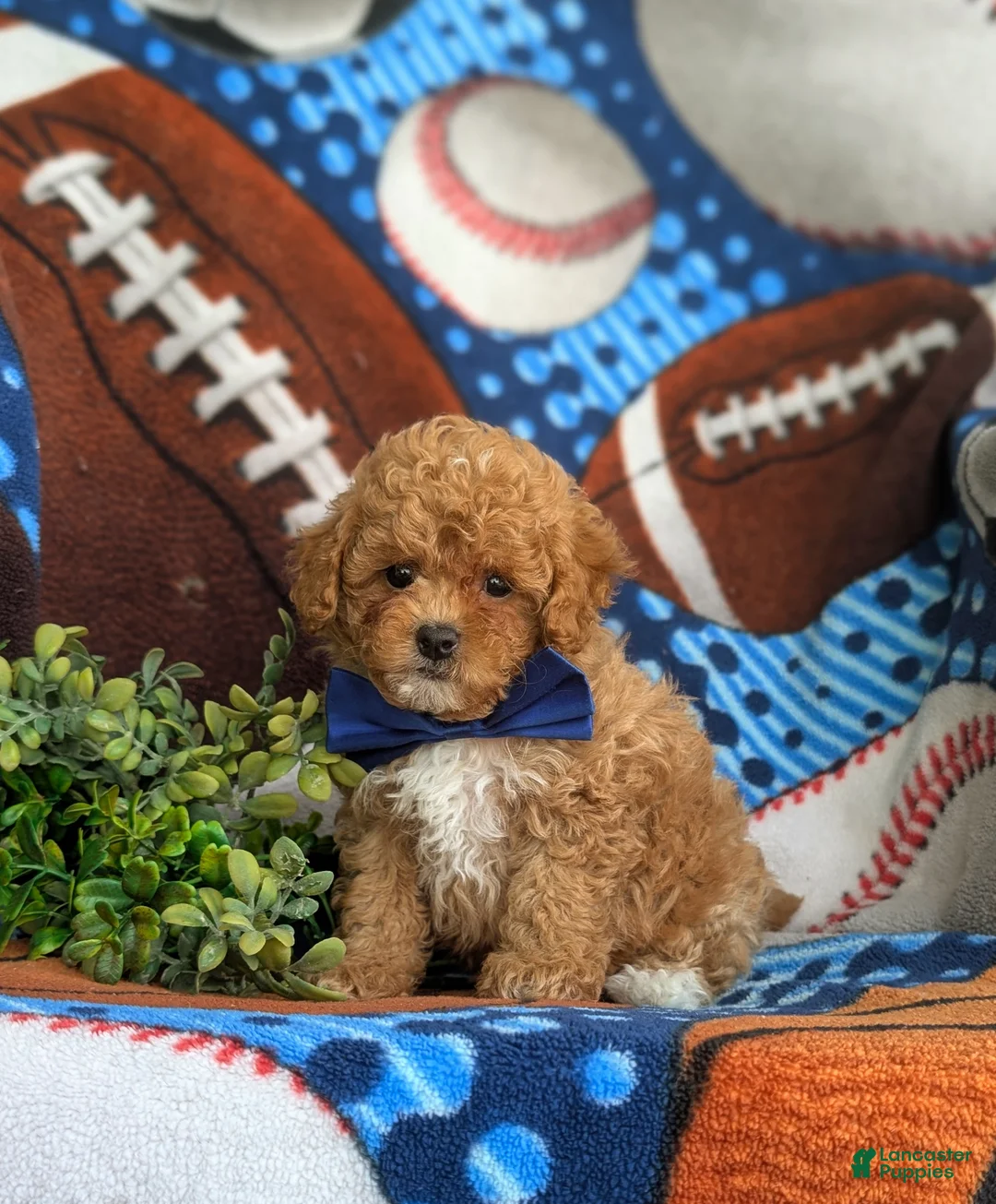 Cavapoo dogs for sale: Vinny 7 lbs Full Grown - Ad 1