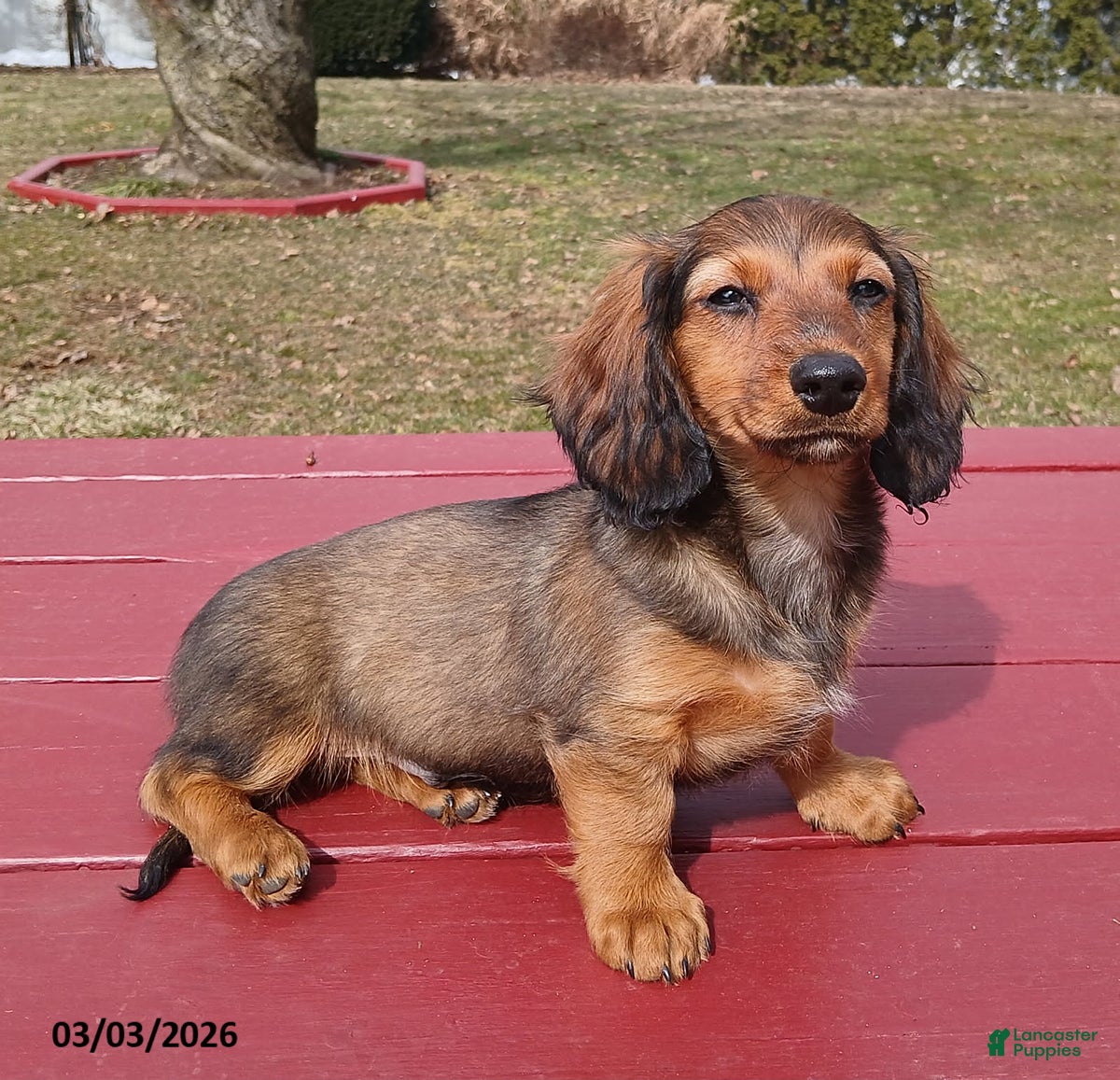 Miniature Dachshund dogs Honeybear - Ad 1