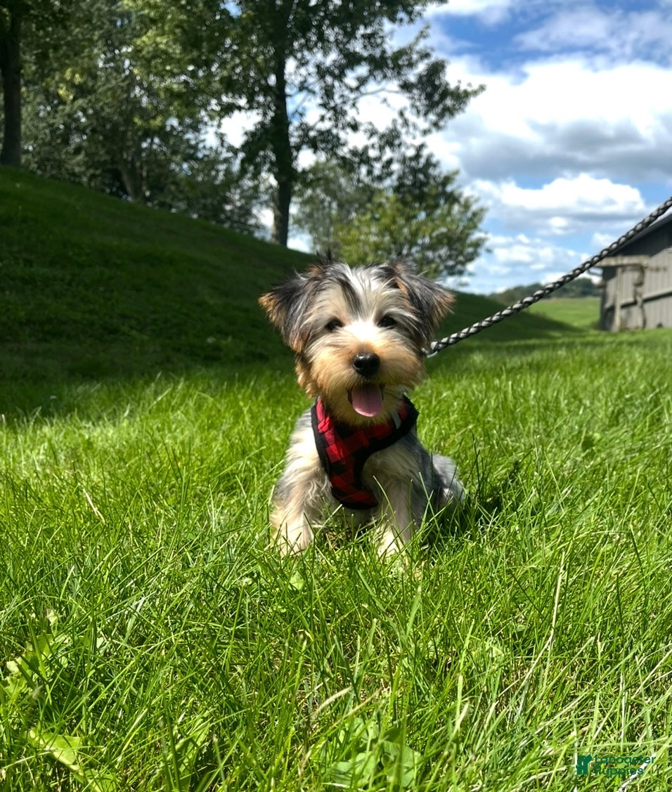 Morkie dogs Marcus - Ad 2