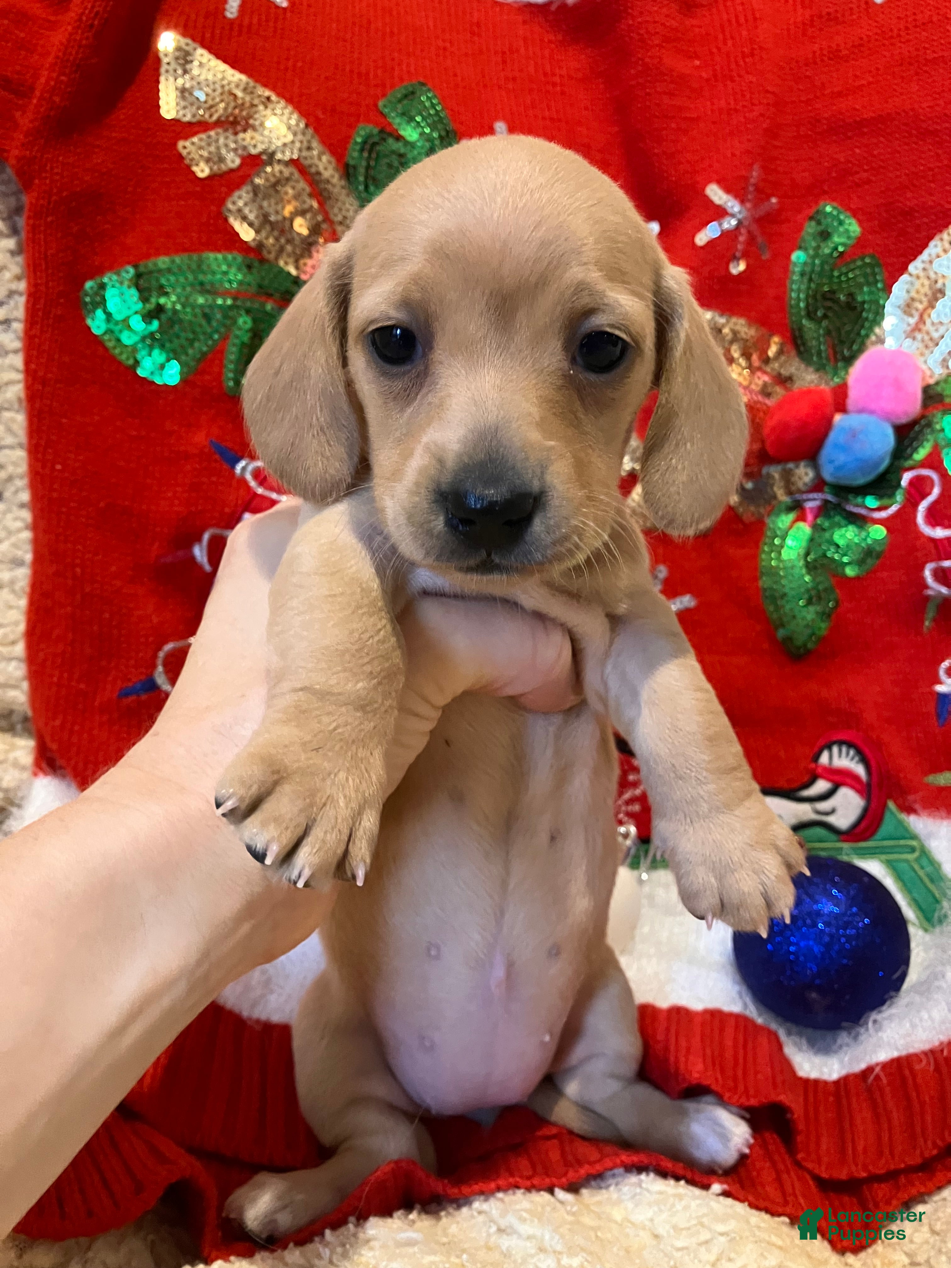 Miniature Dachshund dogs Rose of Nyland  - Ad 38