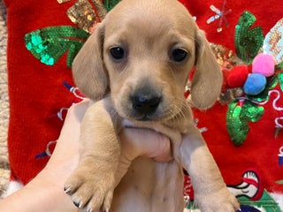 Miniature Dachshund dogs Rose of Nyland - Ad 36