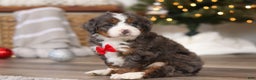 Mini Bernedoodle dogs for sale: Theo - Ad 2