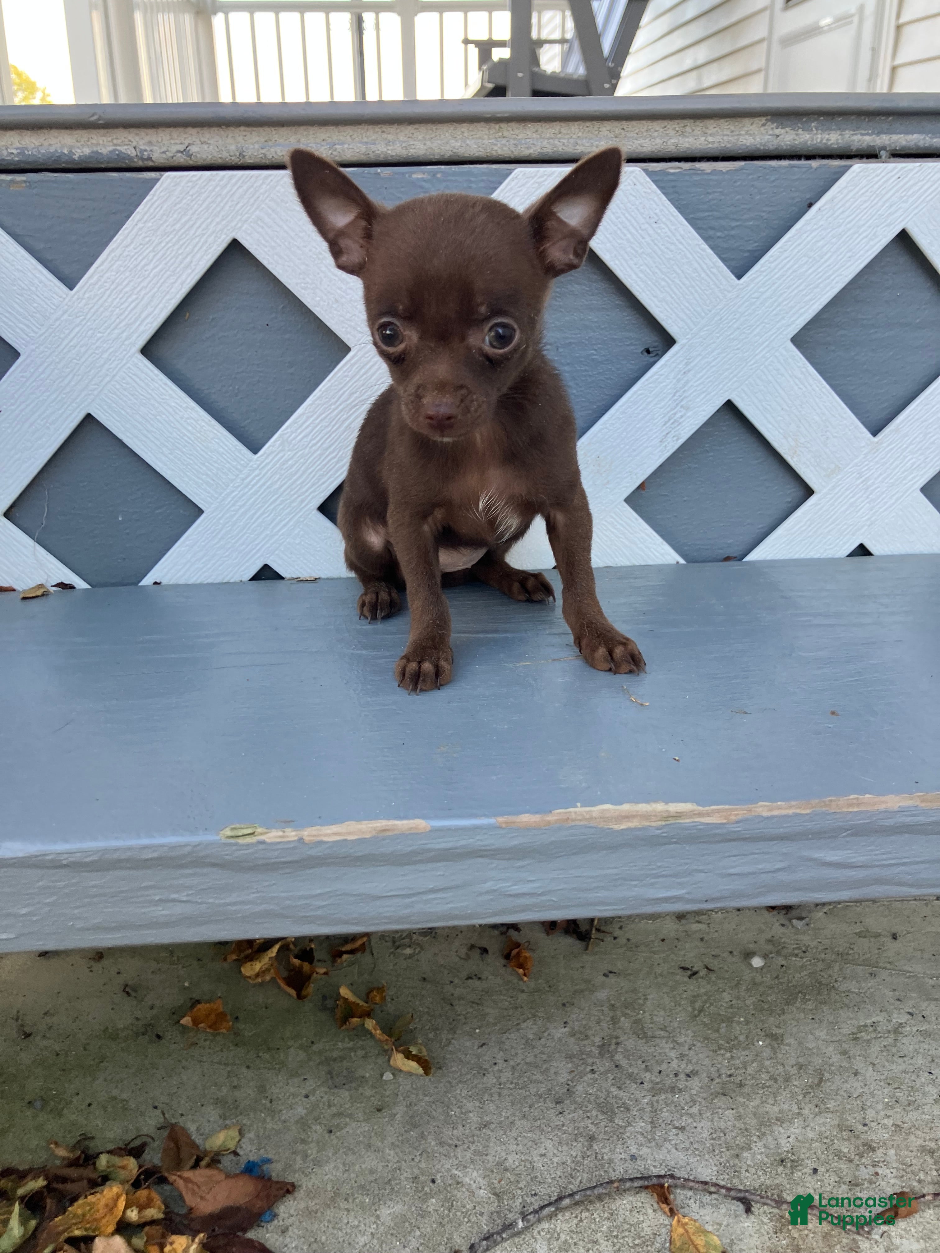 Lydia (Chihuahua, Female) in Decatur, IN