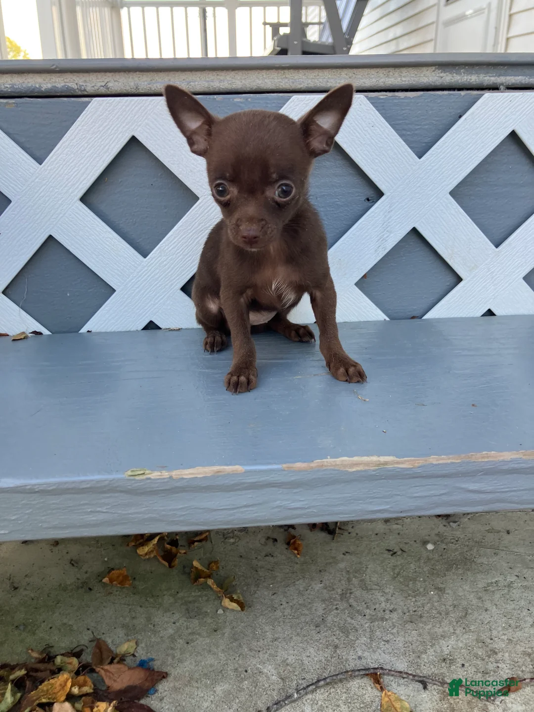 Chihuahua dogs for sale: Lydia - Ad 1