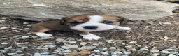 English Bulldog dogs for sale: Mia - Ad 3