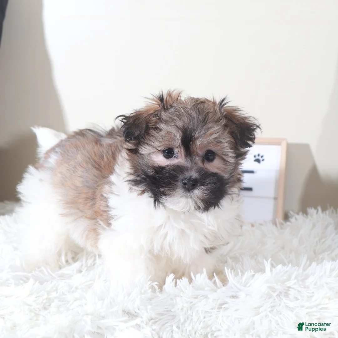 Havanese dogs for sale: Havanese Puppy Delilah - Ad 4
