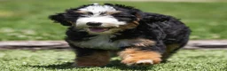 Bernedoodle dogs for sale: Pippa Bernedoodle Puppy  - Ad 1