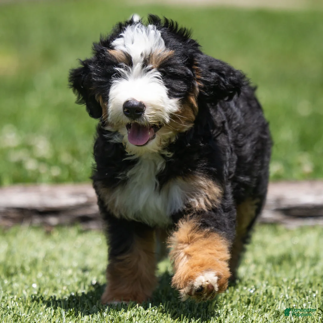 Bernedoodle dogs for sale: Pippa Bernedoodle Puppy  - Ad 1